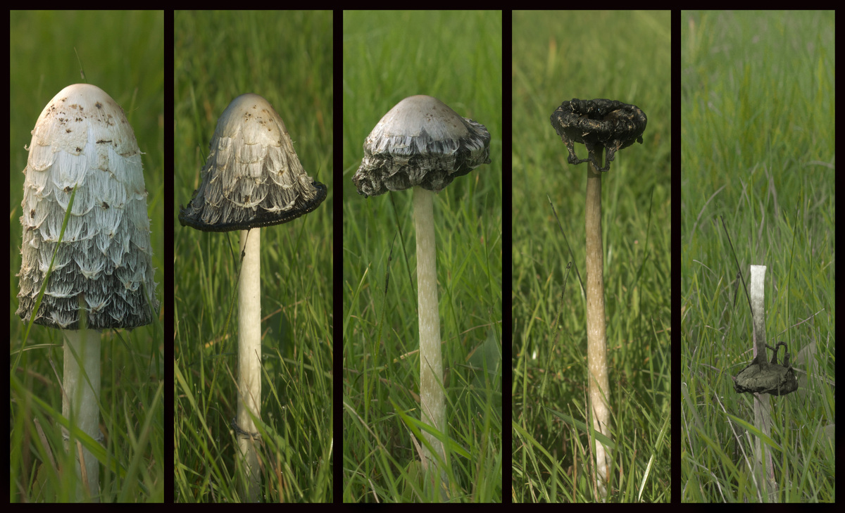 Inkcap decay ~ Keith Thomas